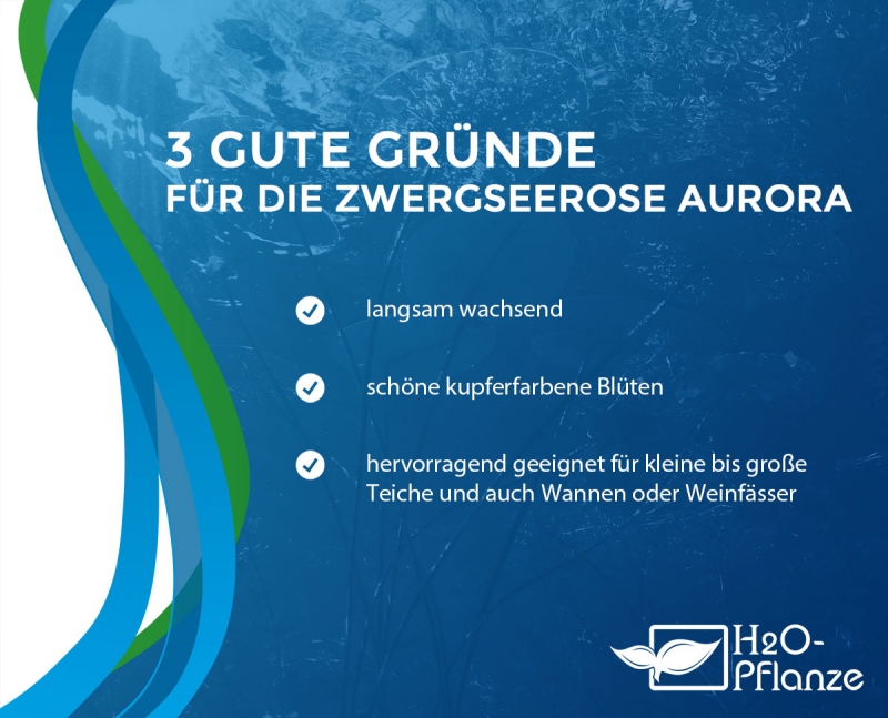 Zwerg-Seerose - Aurora
